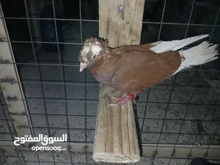 16 كوم كامل للبيع  دينارين ونص الحبه زق وكش الفحول كلها كش