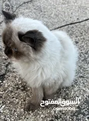  8 قط من فصيل راغدول اغلا أنواع القطط