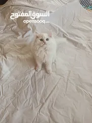  1 Pure Persian Kitten