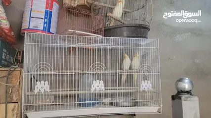  7 زوج منتج جاهز قد انتاج مرة عندي