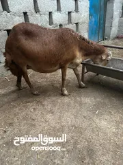  3 ضانه محليه