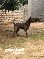  3 كلب للبيع العمر سنه ونص