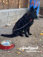  3 جلب جيرمن لونك هير