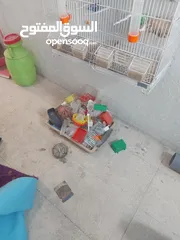  1 اقفاص للطيور للبيع