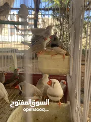  1 3.25 للجوز طيور جنة للبيع  العدد 32 حبة  الوان مختلفة    جاهزات
