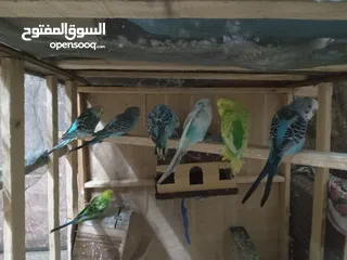  20 طيور للبيع النوع طيور الحب الأسترالي سعر الطائر الواحد 5 دنانير