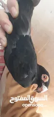  6 بسم الله ما شاءالله حبات نخب طواير وفحول ومخليف