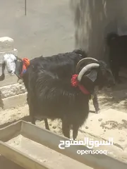  2 ثلاث معزا كفالة حليب 2خمسيات وحده رايحلها سن وعينها مبيضه