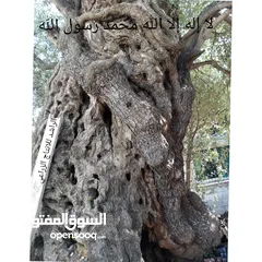  13 مشاتل وازهار الكوثر  الزراعيه