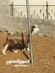  2 شاه عمانية رحبية