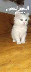  4 قطة انثى للبيع بسعر رمزي