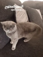  2 قطة سكوتش ستريت للبيع بسعر مغري حنونه و لعوبه