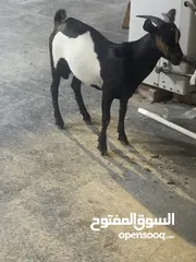  2 صخل قطري قزم