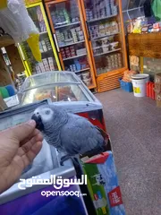  1 كاسكو اليف طينه اقرء لوصف