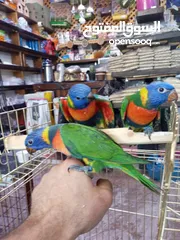  3 لوري اليف زق يدوي
