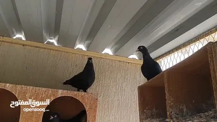  1 Pigeons pure.. Kuwaity حمام قلابي كويتي... للجادين فقط بيور درجة أولى