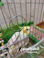  1 عصفور كوكتيل ابيض البينو عيون حمر يمكن البدل على جوز روز
