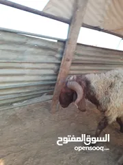  1 خروف صقري عمره سنه بسم الله ما شاء الله