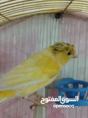  4 طيرة كنار جاهزه لبييع