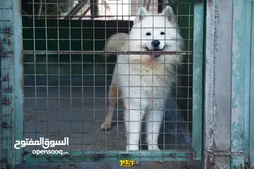  1 سامويد مميزه للبيع ...