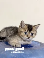  17 جولدن سكوتش فولد وستريت مستويات حلوة