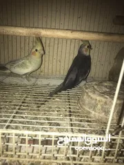  3 طيور كوكتيل للبيع