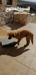  4 جوز Golden Retriever جولدن ريتريفر اصلي ذكر وأنثى لأعلى سعر