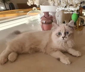  1 قطة هملا للبيع