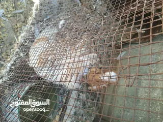  2 ذكر جكمون شغال