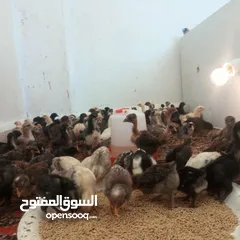 1 صوص بلدي عمر 10ايام