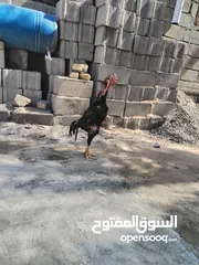  1 ديج هندي رس