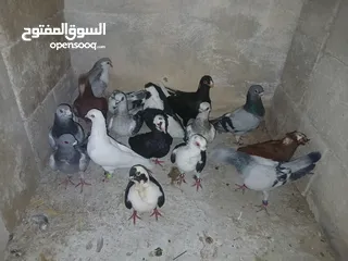  28 كوم كامل للبيع  دينارين ونص الحبه زق وكش الفحول كلها كش