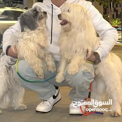  1 كلاب مالتيز للبيع بسعر مغري قابل للتفاوض بشيء بسيط