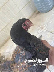  3 دجاج باكستاني للبيع