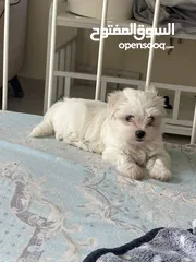  1 Maltese puppies