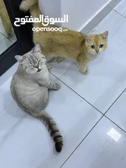  18 قطتان جميلتان تبحثان عن بيت دافئ  Two lovely cats looking for a loving home