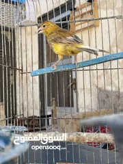  4 فحل كنا. ماوردي ابو فراخ
