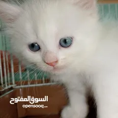  1 قطه للبيع شيرازيه