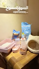  2 قطة شيرازي مع اغراضها