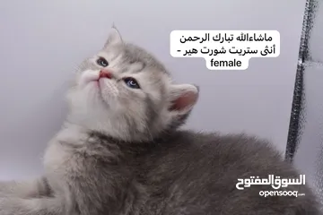  27 سكوتش كيتن فولد وستريت الوان مميزه ليلك ومشمشي وغيرها 15 كيتن