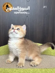  14 High-level British Shorthair kittens with pedigree