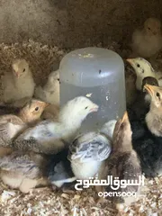  5 ديوك لمبرجيني و صيصان صحة و نظافة  بلدي للبيع