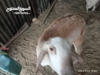  8 خروف سوداني للبيع مش مبدل