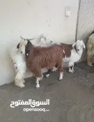  2 للبيع ذبائح تابع الوصف