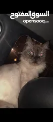  2 اللهم صلي ع سيدنا محمد  قطه هملايا لعبوبه الاليفه جدا السعر مميز للبيع المستعجل  . . .