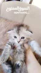  4 قطط للبيع ما شاء الله