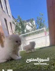  9 جاهزين لبيتهم الجديد سكوتش فولد العمر شهرين وعشر ايام متعودين ع دراي فود واللتر بوكس لعوبين حلوين لت