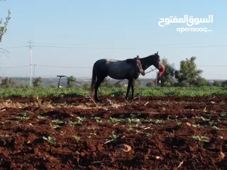  3 حصان للبيع