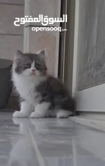 4 قطط مكس هملايا و سكوتش هايلاند