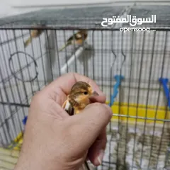  2 3 فراخ كنار